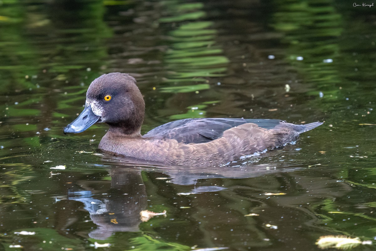 Tufted Duck - ML618259900