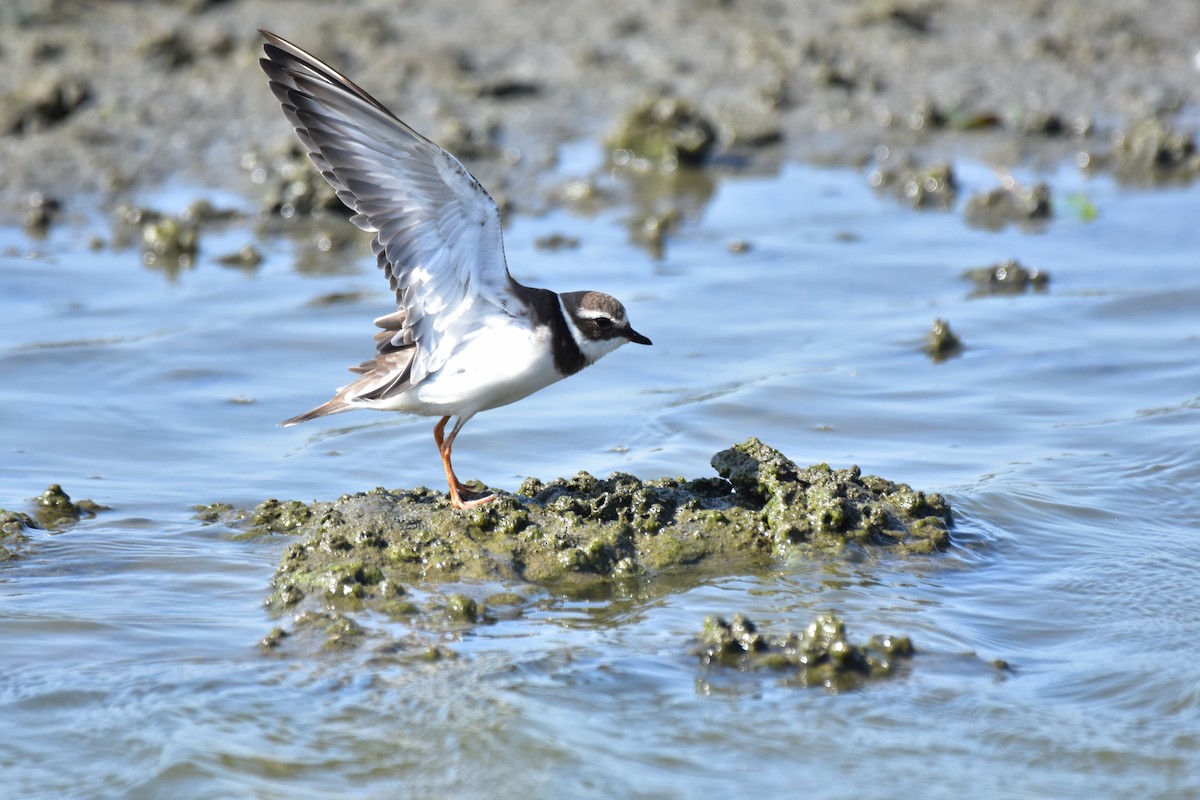 Common Ringed Plover - ML618259949