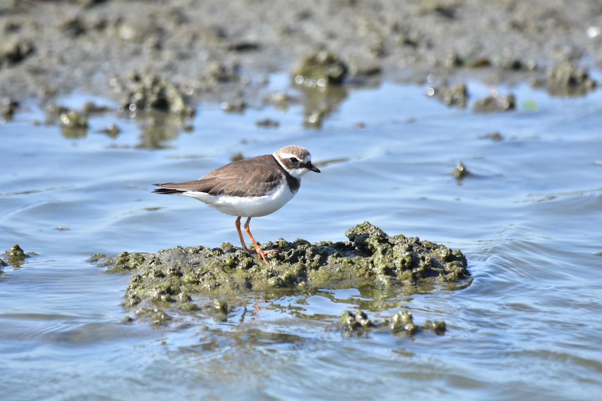 Common Ringed Plover - ML618259950