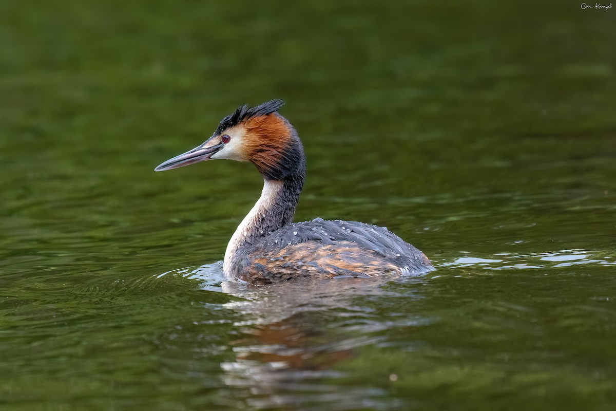 Great Crested Grebe - ML618259982