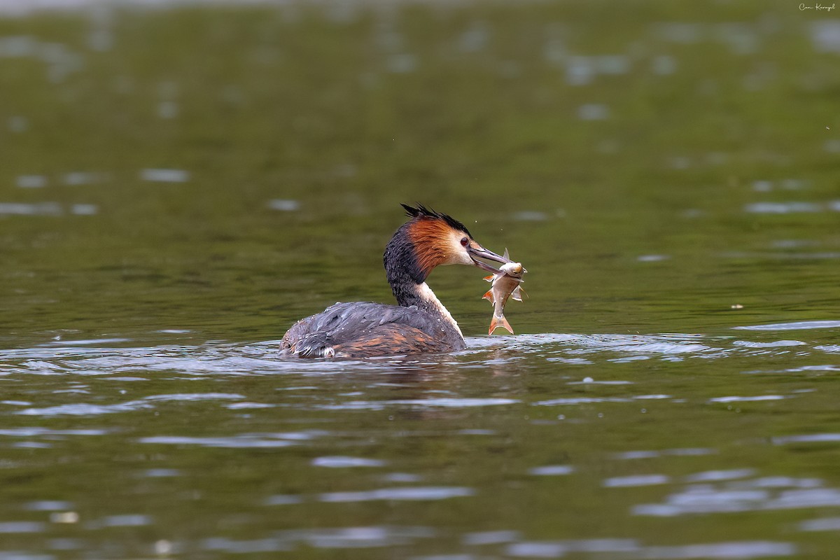 Great Crested Grebe - ML618259986