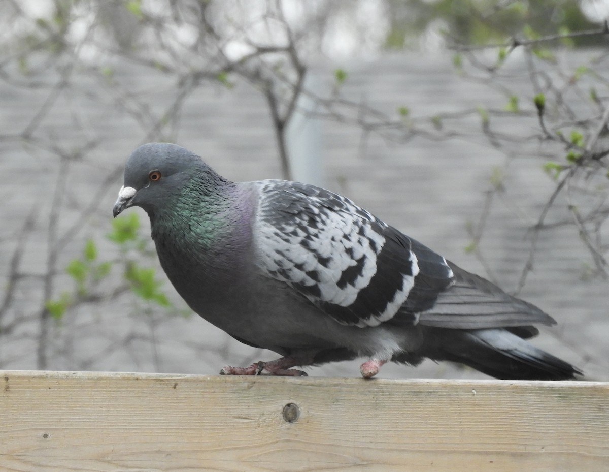 Rock Pigeon (Feral Pigeon) - ML618259989