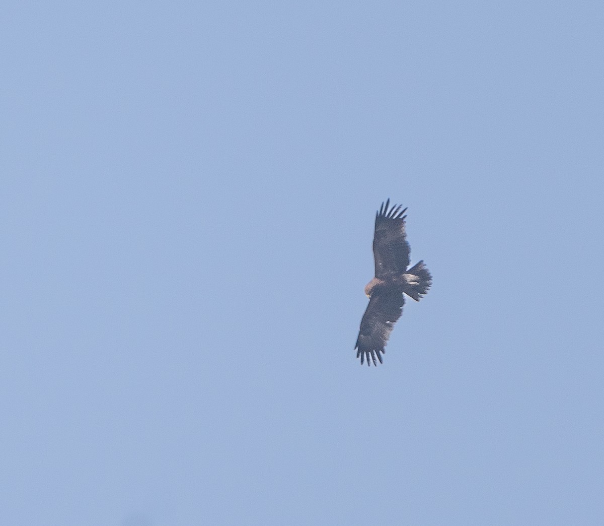 Indian Spotted Eagle - ML618259992