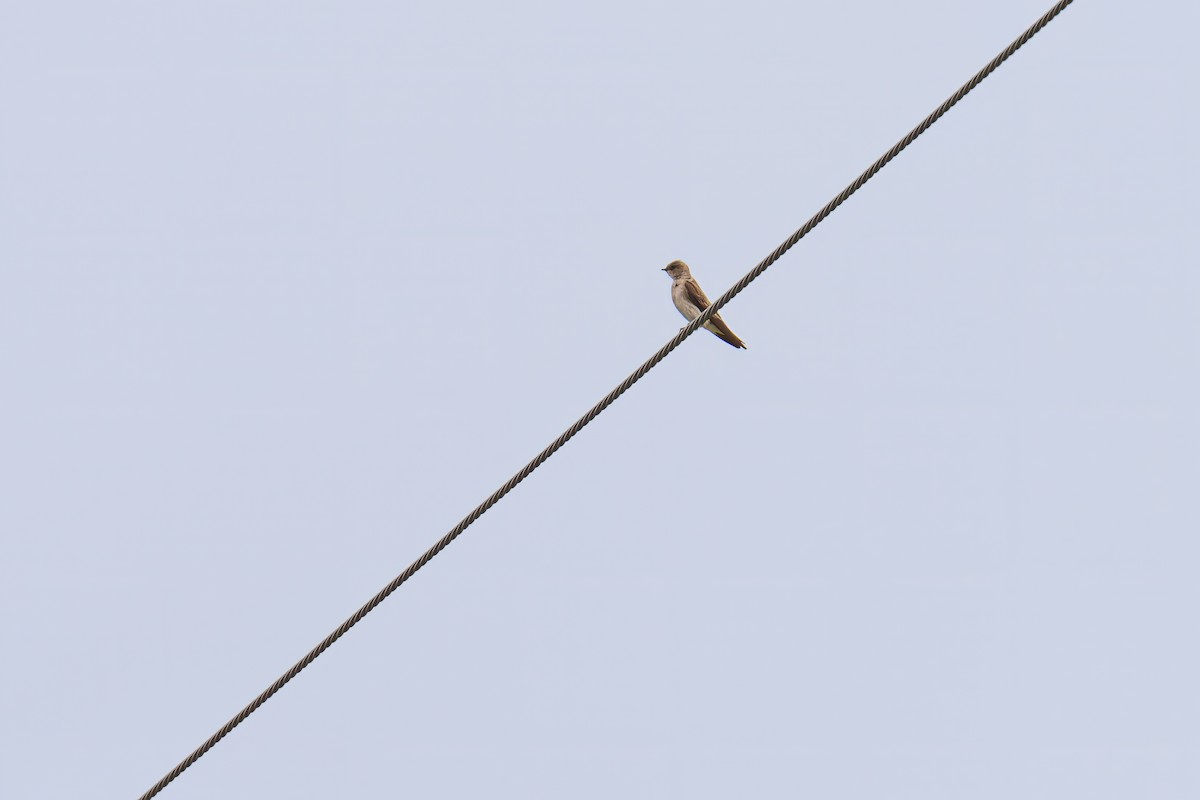 Northern Rough-winged Swallow - Matt Saunders