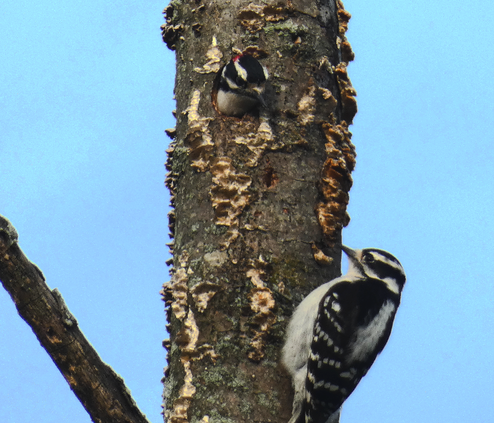 Downy Woodpecker - ML618260072