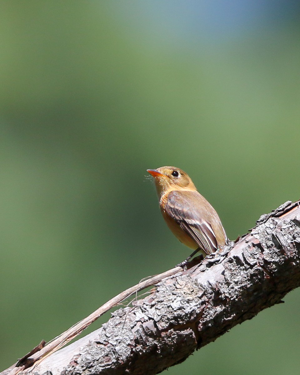 Buff-breasted Flycatcher - Per Smith
