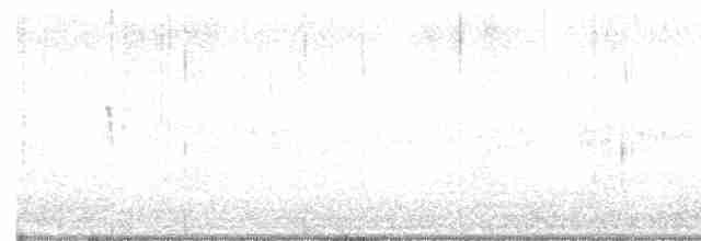 Светлобрюхий фиби - ML618260094