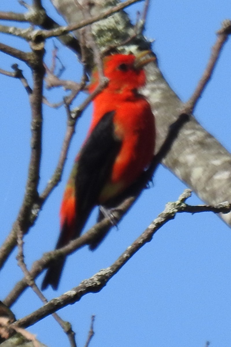 Scarlet Tanager - ML618260150