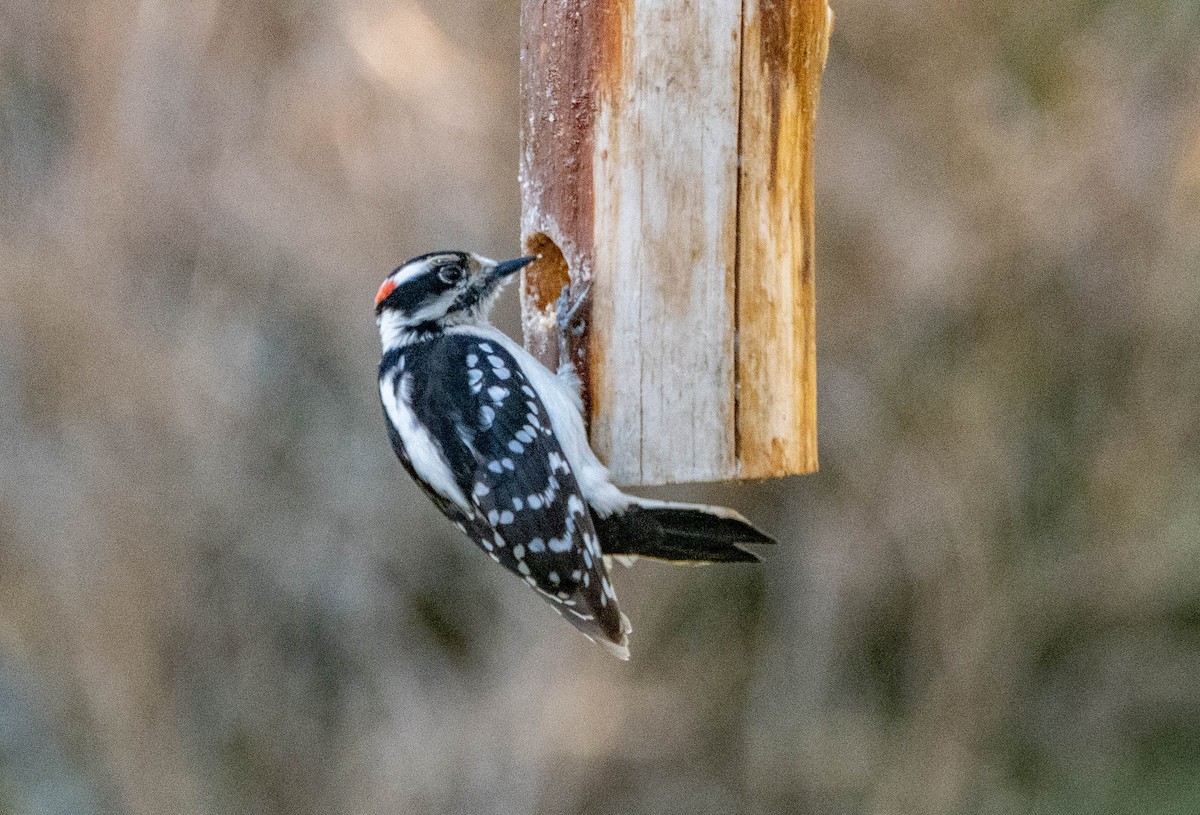Downy Woodpecker - Therese Carroll