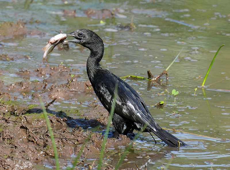 Little Cormorant - Bushana Kalhara