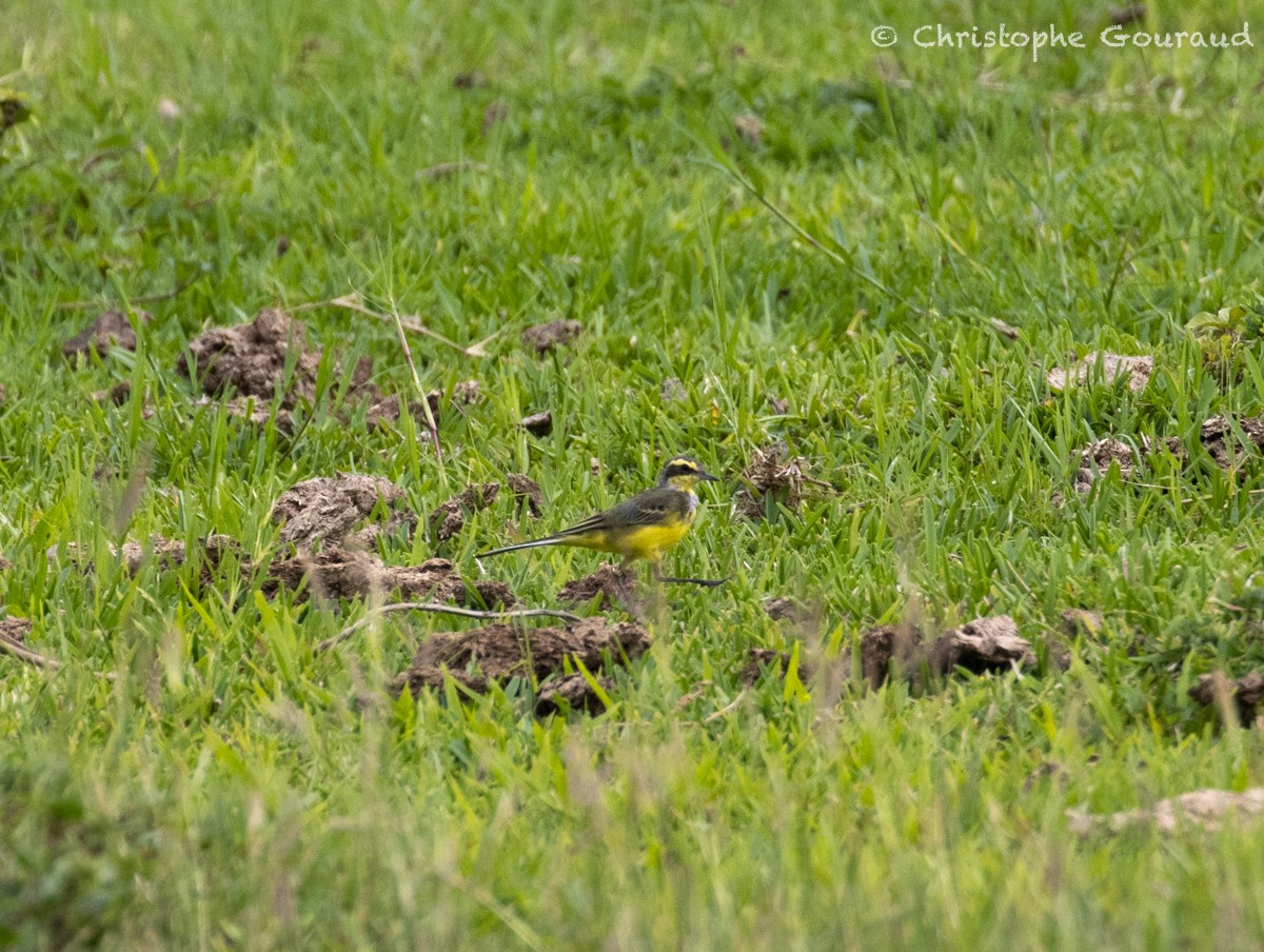 Eastern Yellow Wagtail (Green-headed) - Christophe Gouraud