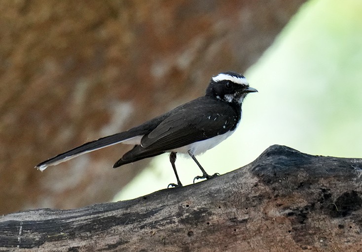White-browed Fantail - ML618260190