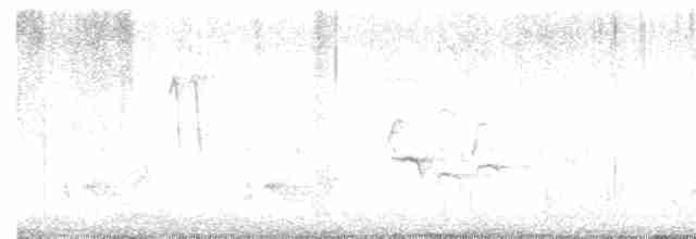 Langschnabel-Spottdrossel - ML618260209