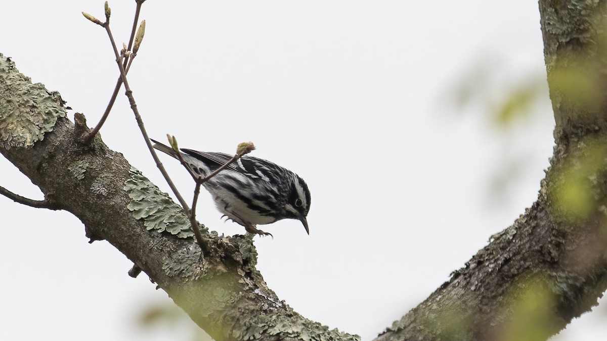 Black-and-white Warbler - ML618260210