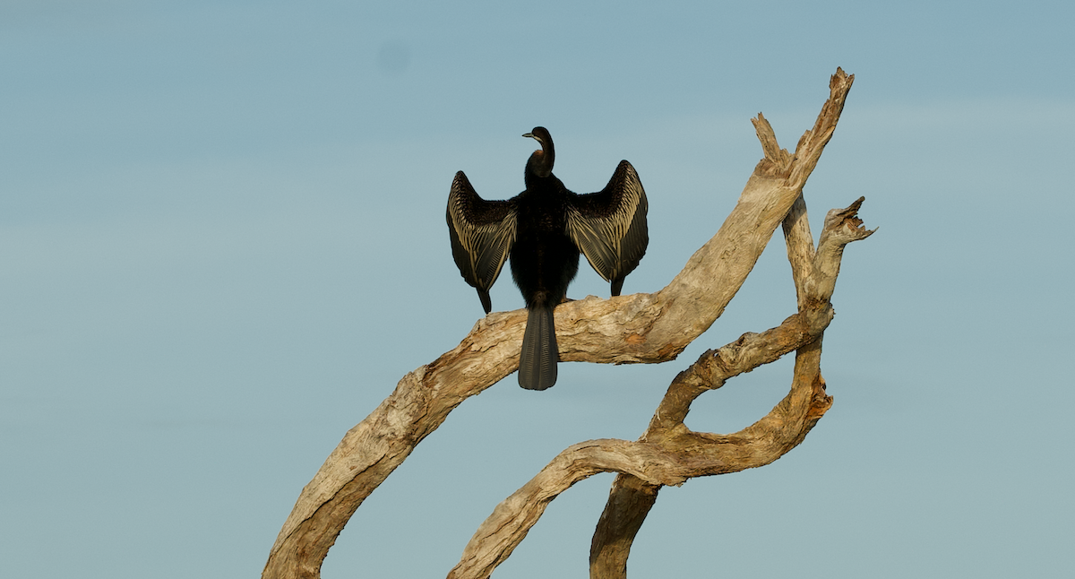 Austral-Schlangenhalsvogel - ML618260215