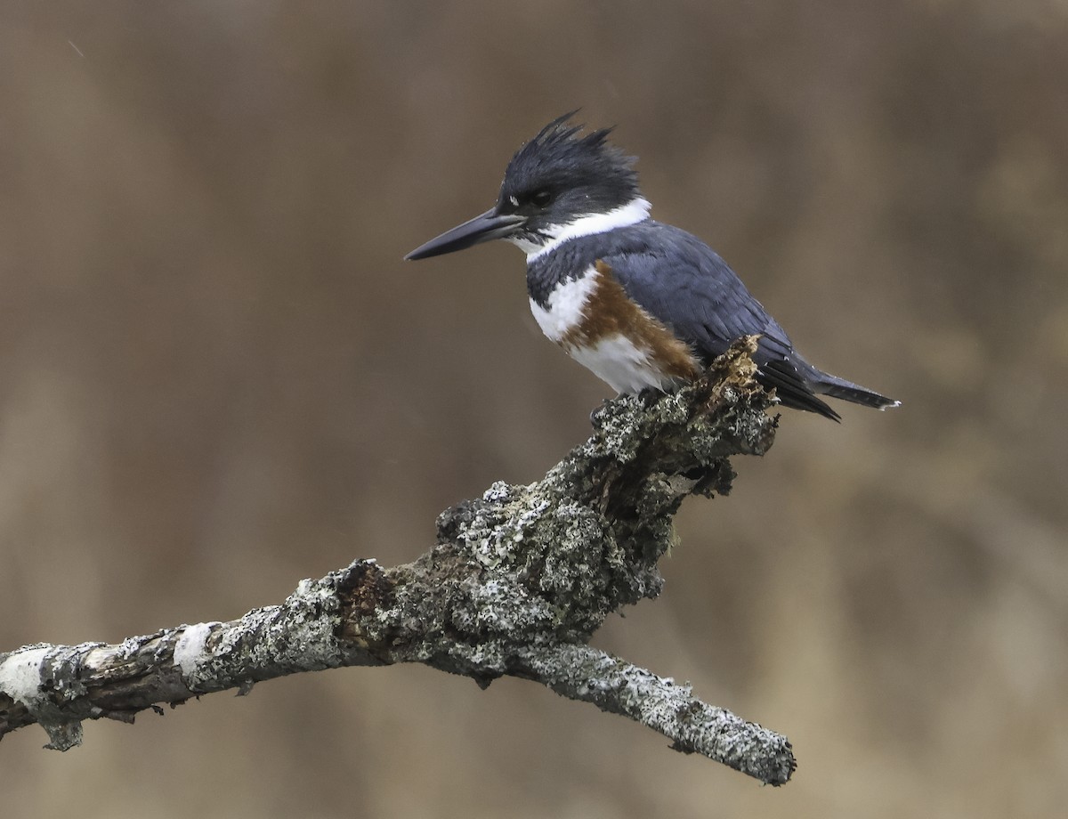 Belted Kingfisher - ML618260236