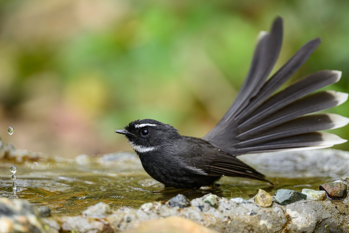 White-throated Fantail - ML618260255