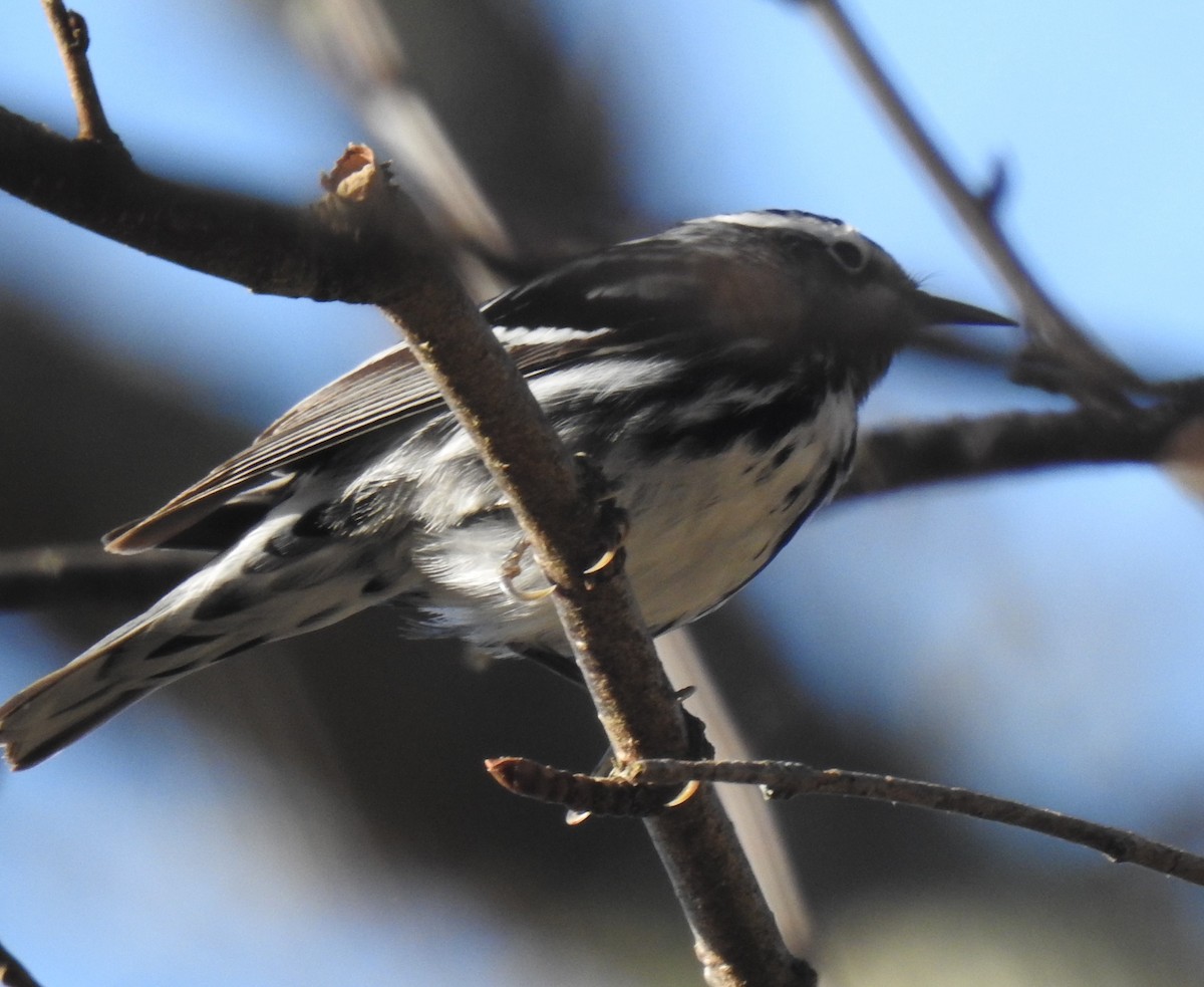Black-and-white Warbler - ML618260284