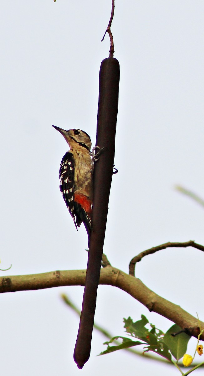 woodpecker sp. - ML618260328