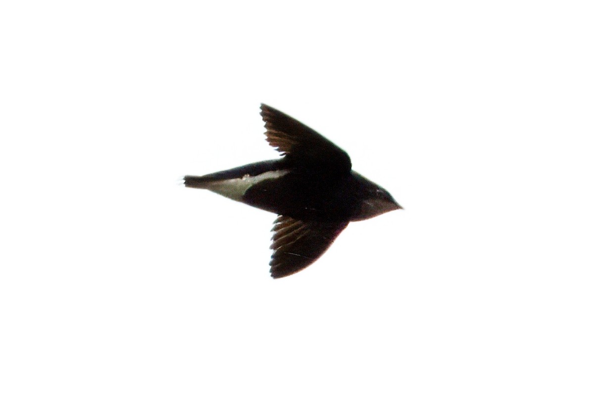 Silver-backed Needletail - ML618260338