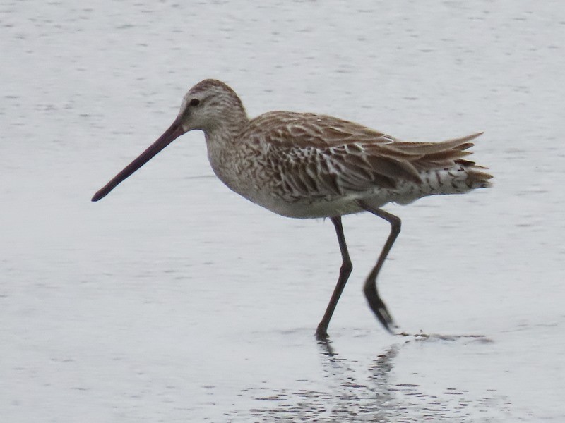 Asian Dowitcher - ML618260340