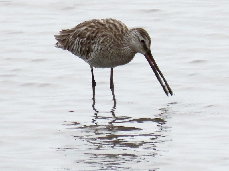 Asian Dowitcher - ML618260346