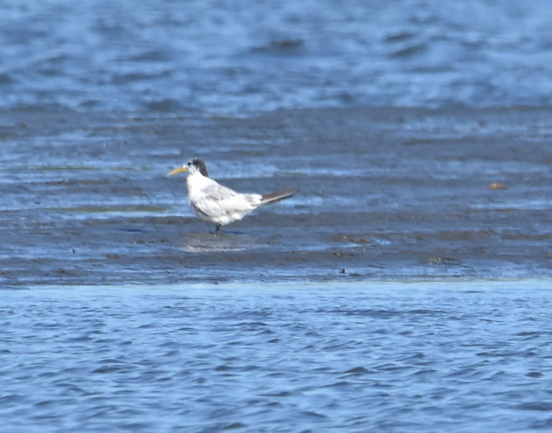 Great Crested Tern - ML618260363