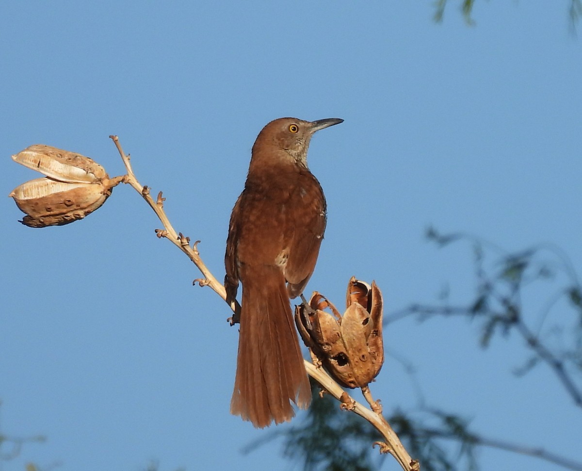 Brown Thrasher - Ron Youngs