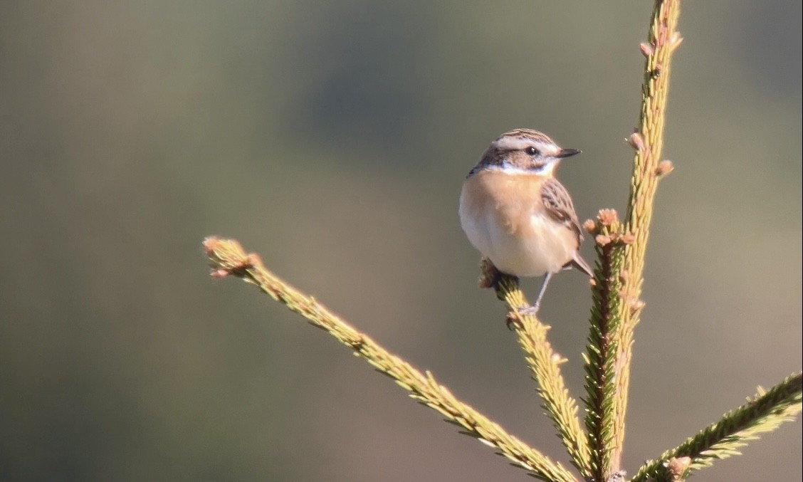 Whinchat - ML618260372