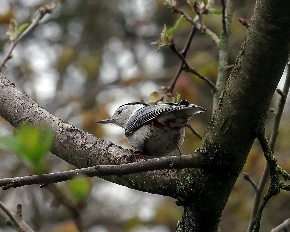 White-breasted Nuthatch - ML618260390