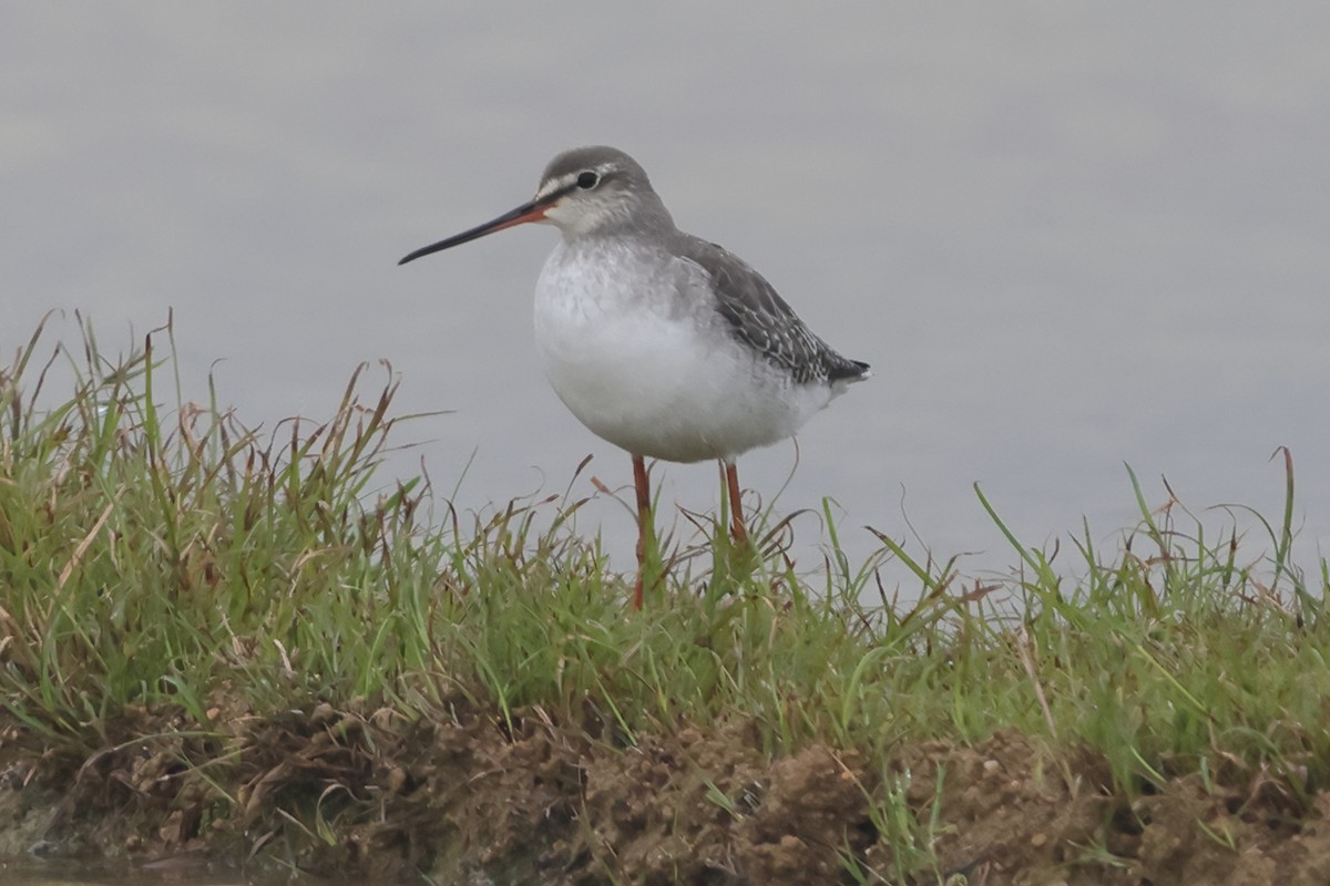 Spotted Redshank - ML618260398