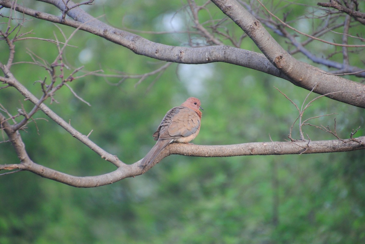 Laughing Dove - ML618260430