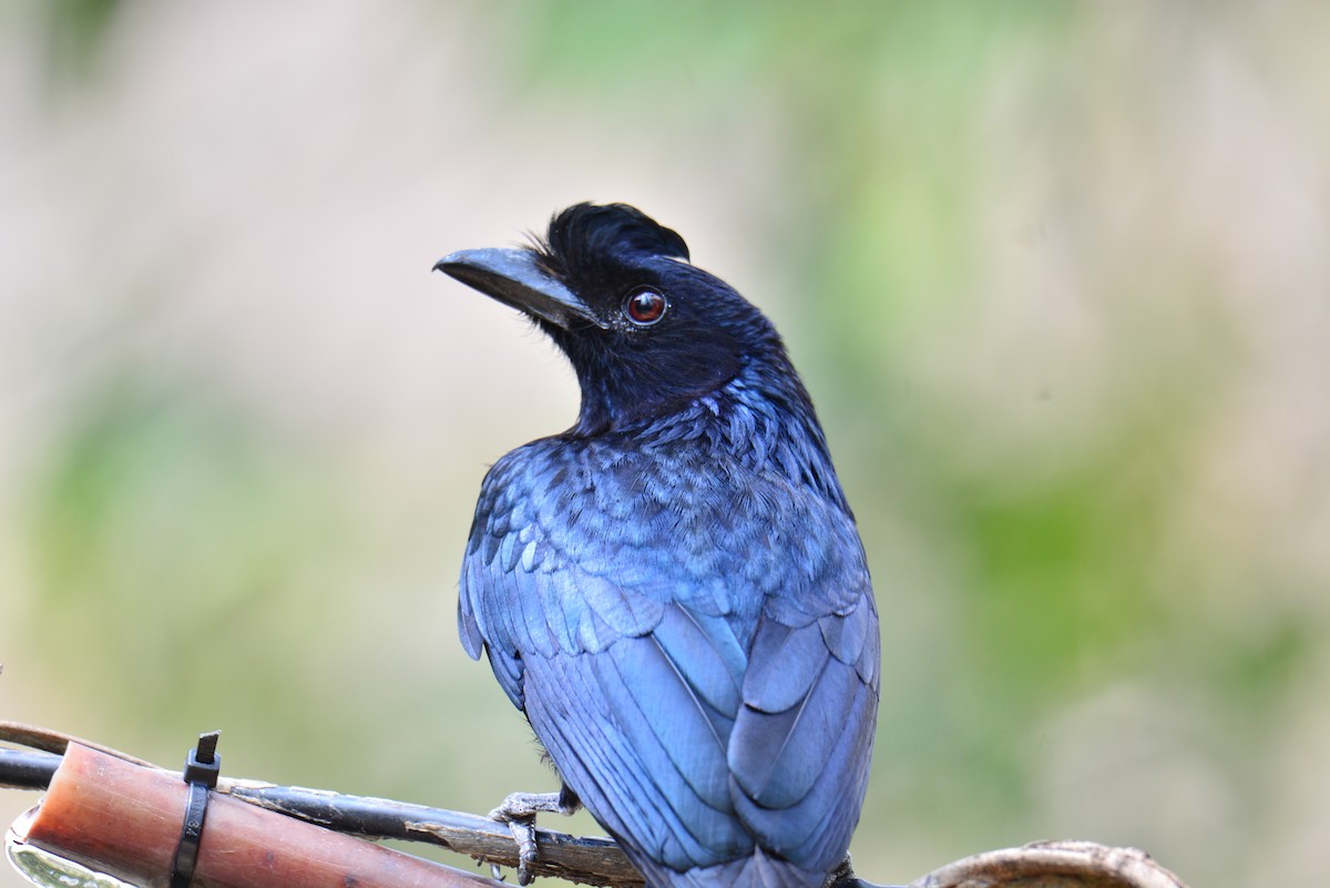 Greater Racket-tailed Drongo - ML618260456
