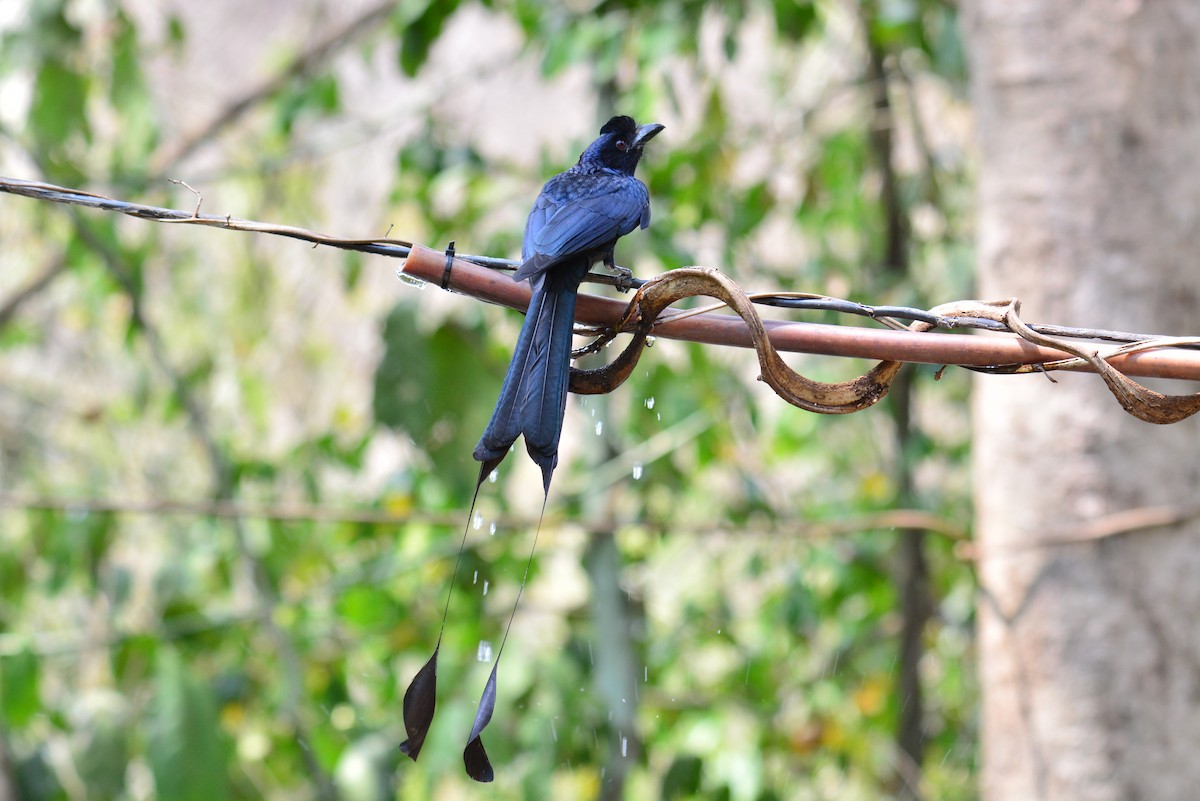 Greater Racket-tailed Drongo - ML618260457