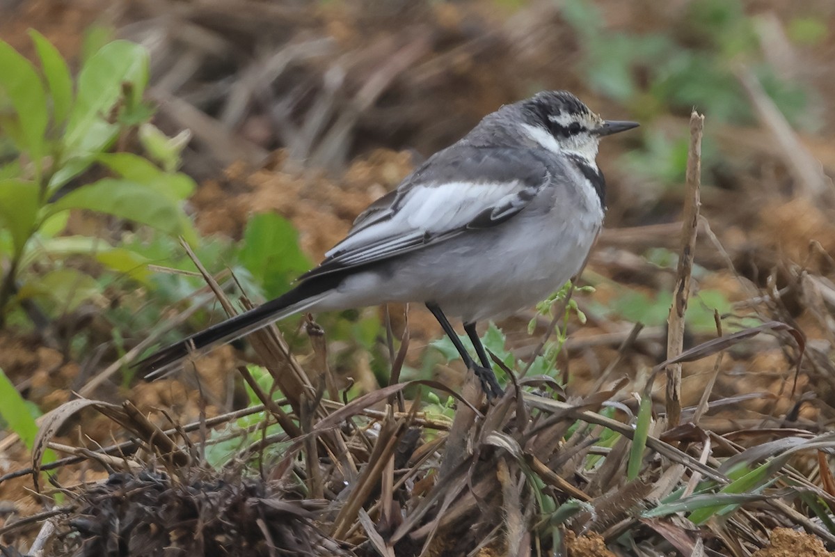 White Wagtail (Black-backed) - ML618260460