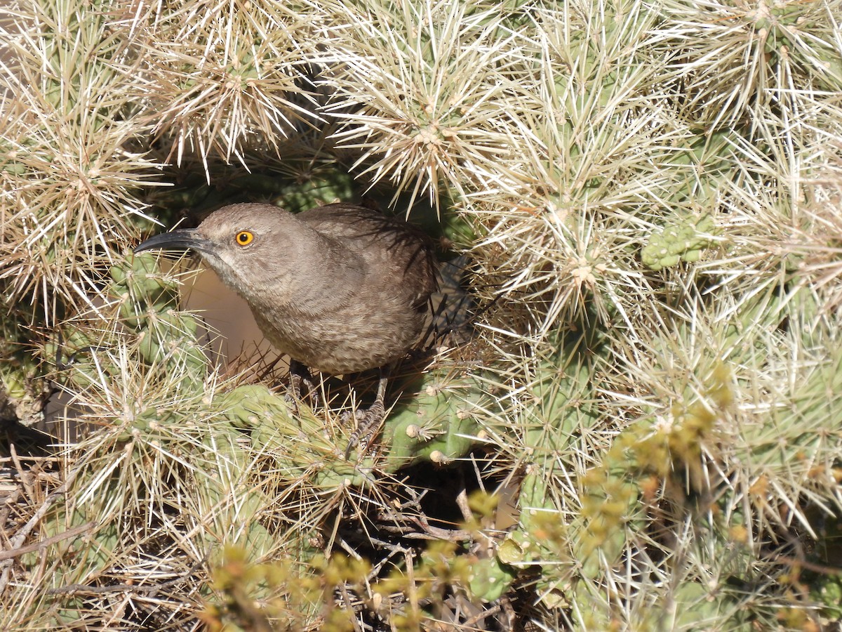Curve-billed Thrasher - Ron Youngs
