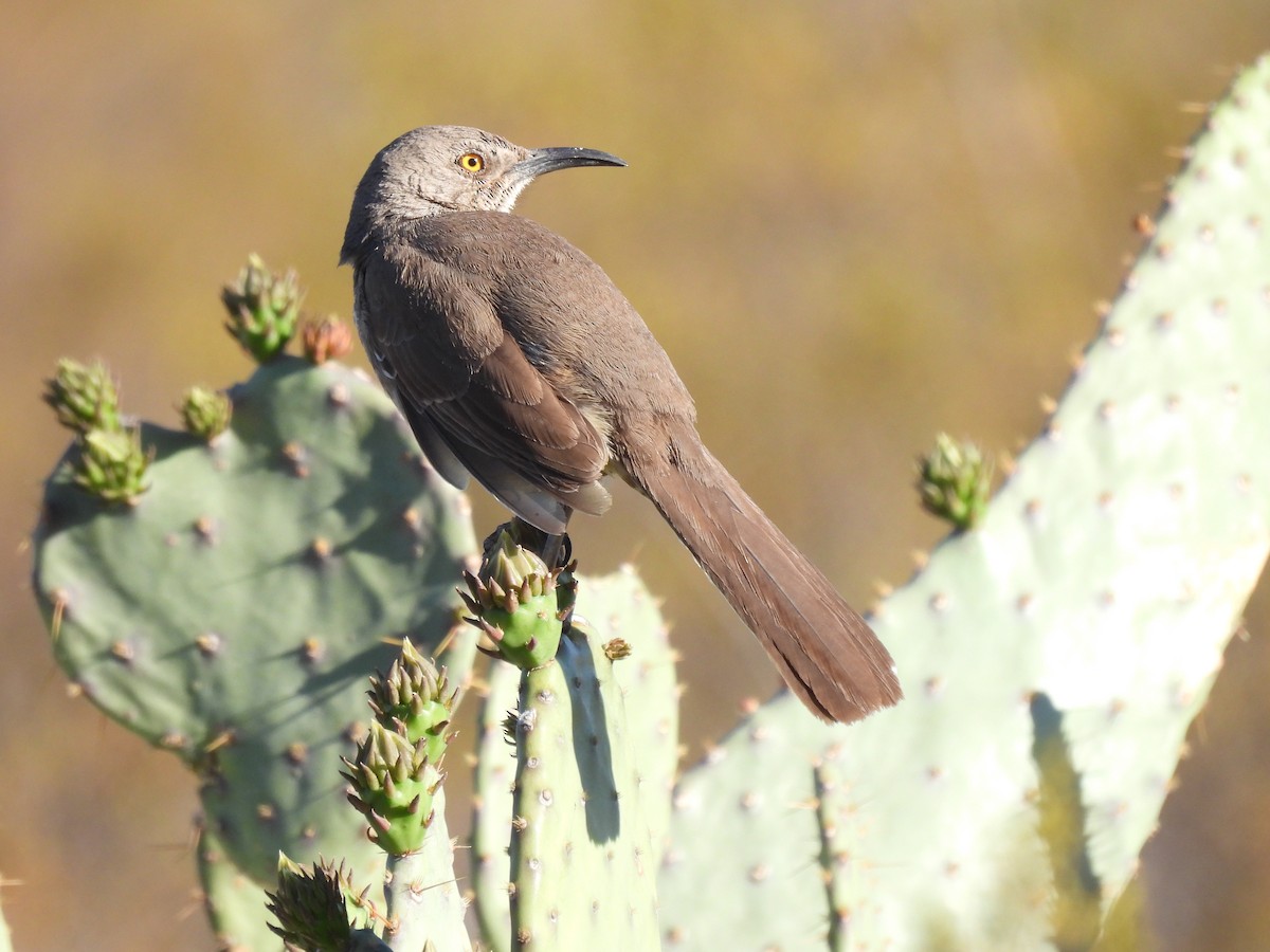 Curve-billed Thrasher - Ron Youngs