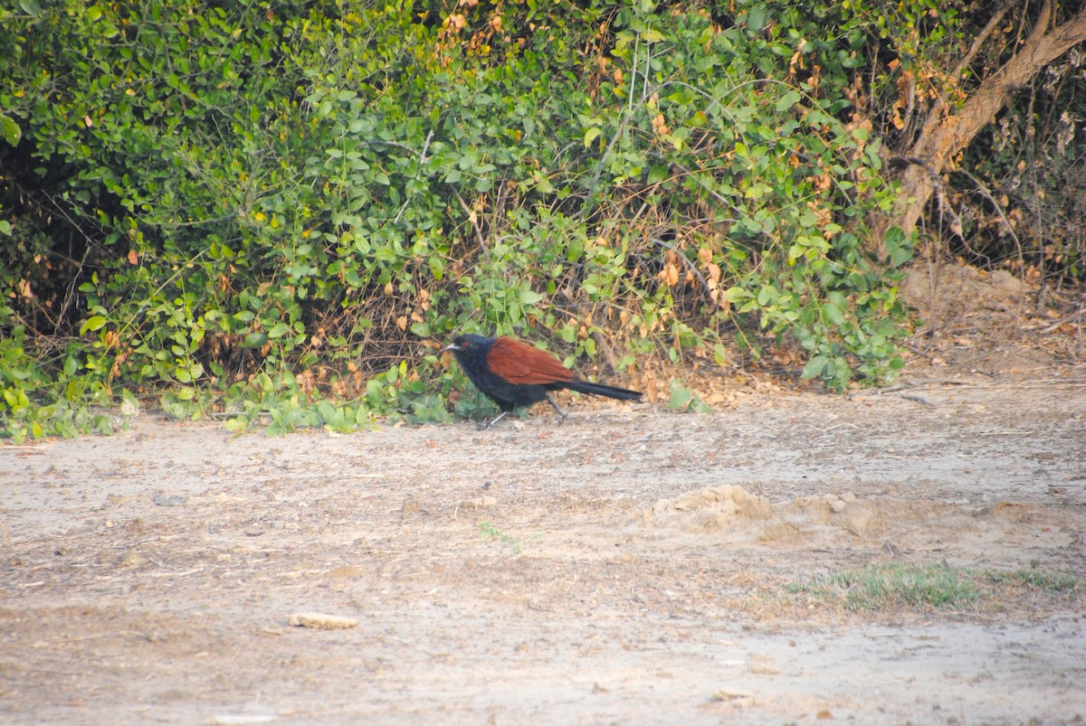 Greater Coucal - ML618260527