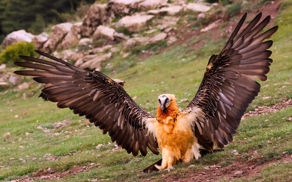 Bearded Vulture - ML618260602