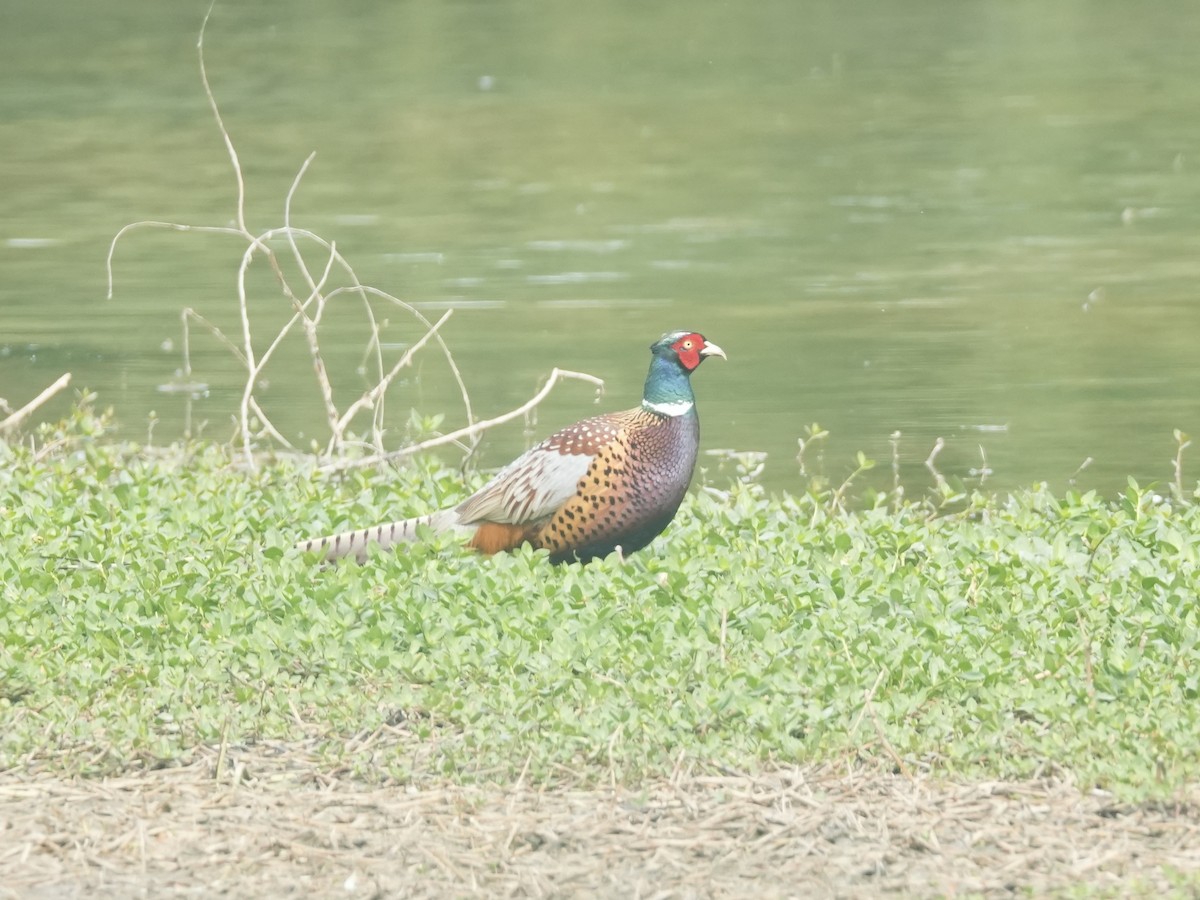 Ring-necked Pheasant - ML618260603