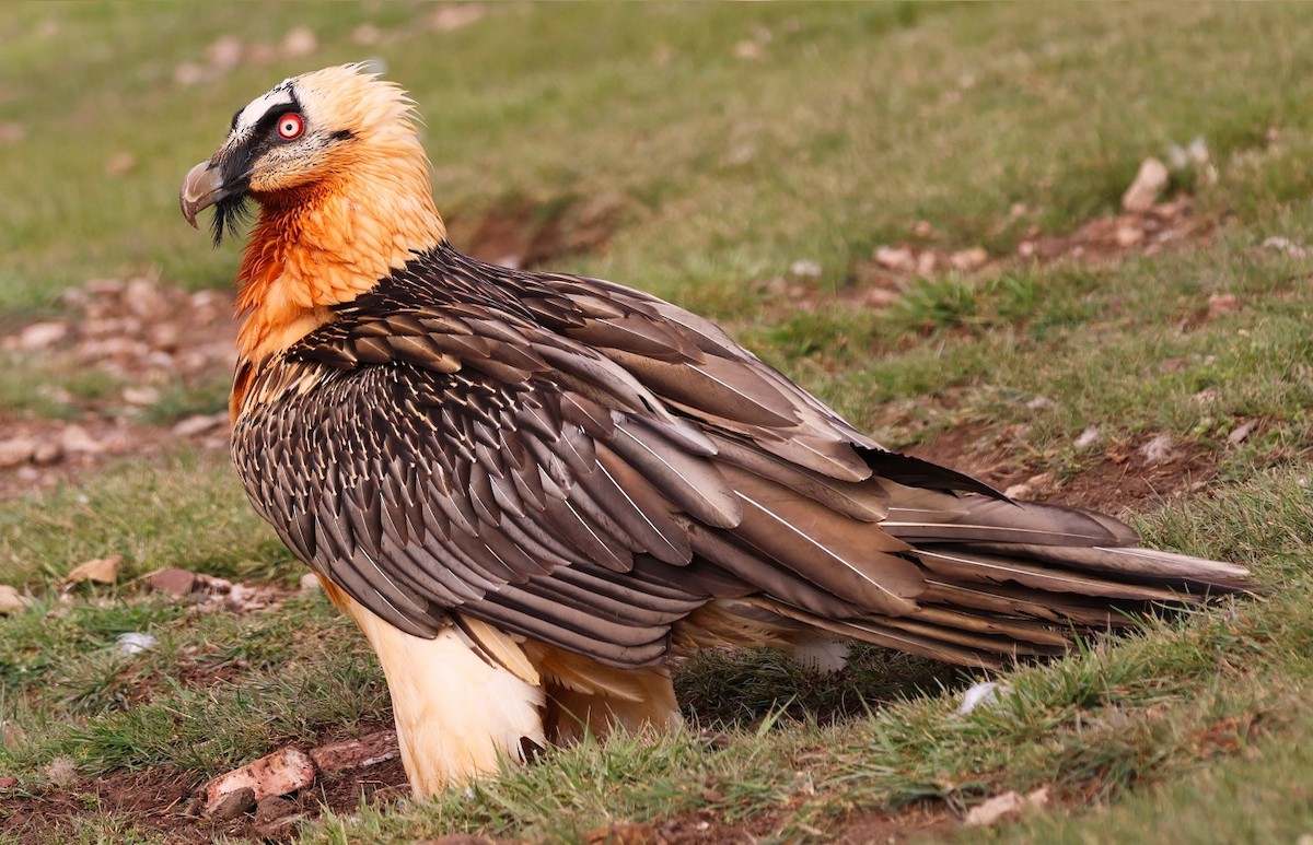 Bearded Vulture - pedro maia