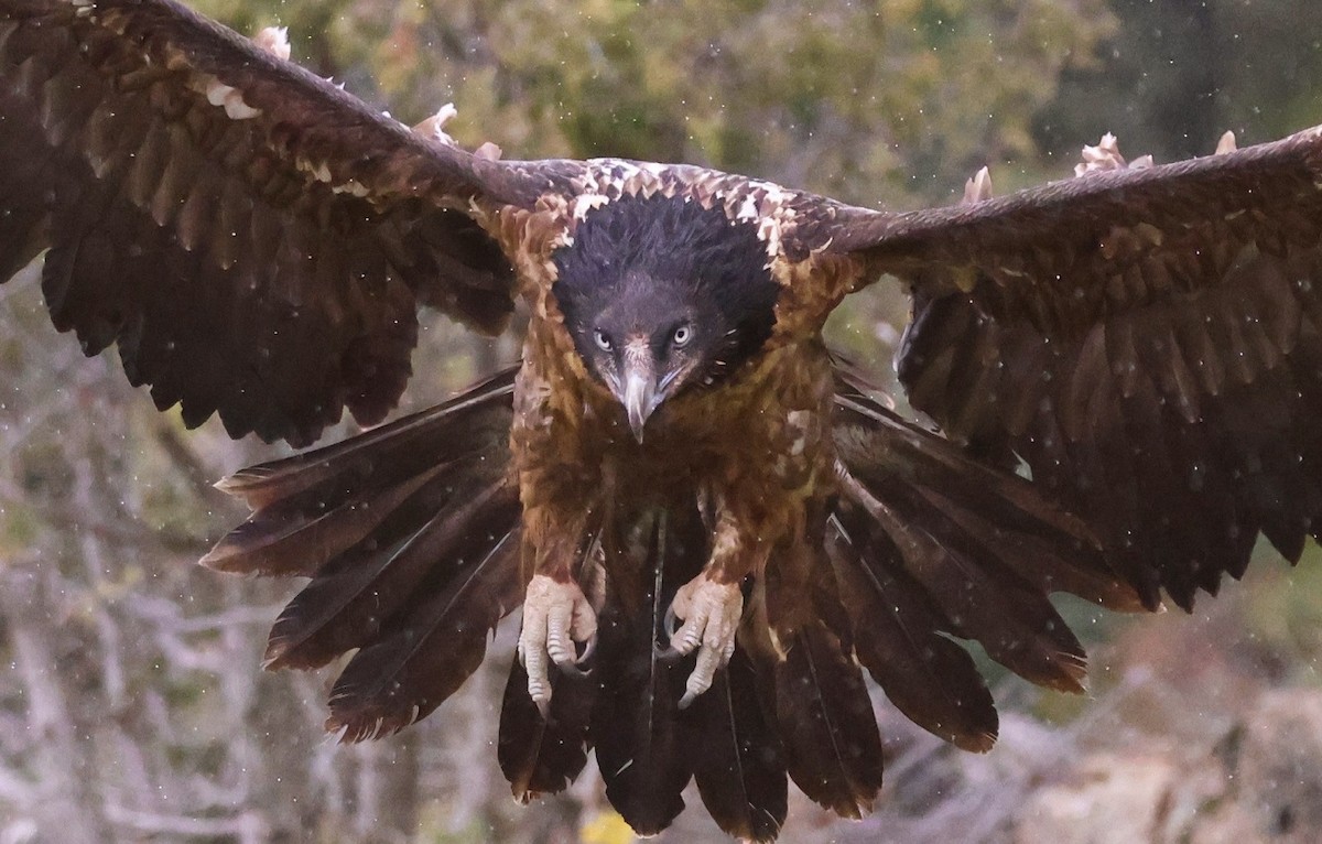 Bearded Vulture - ML618260626