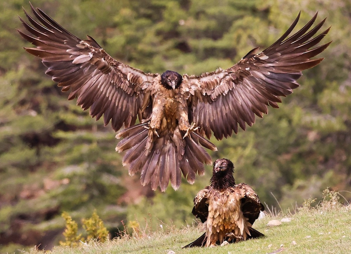 Bearded Vulture - ML618260648