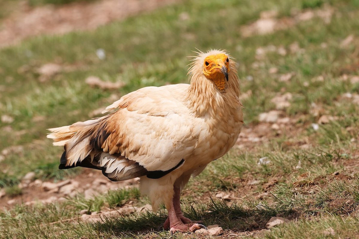 Egyptian Vulture - pedro maia