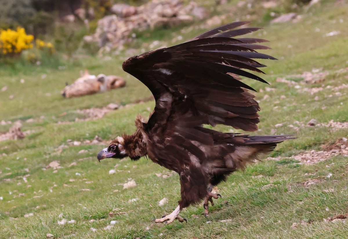 Cinereous Vulture - pedro maia
