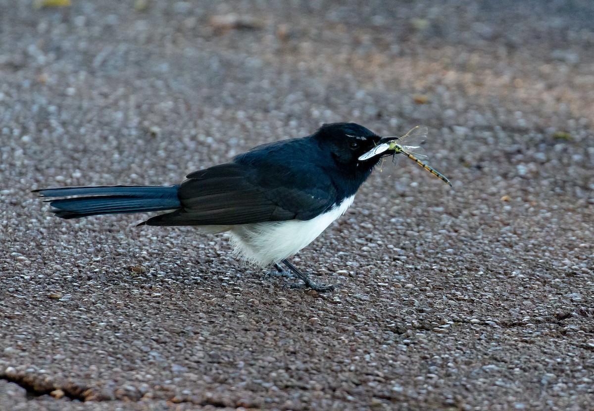 Willie-wagtail - ML618260725
