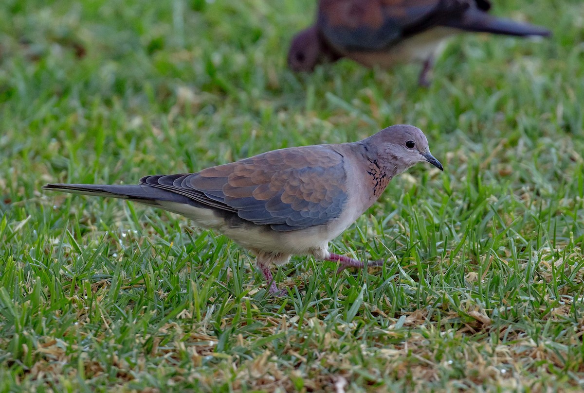 Laughing Dove - ML618260738