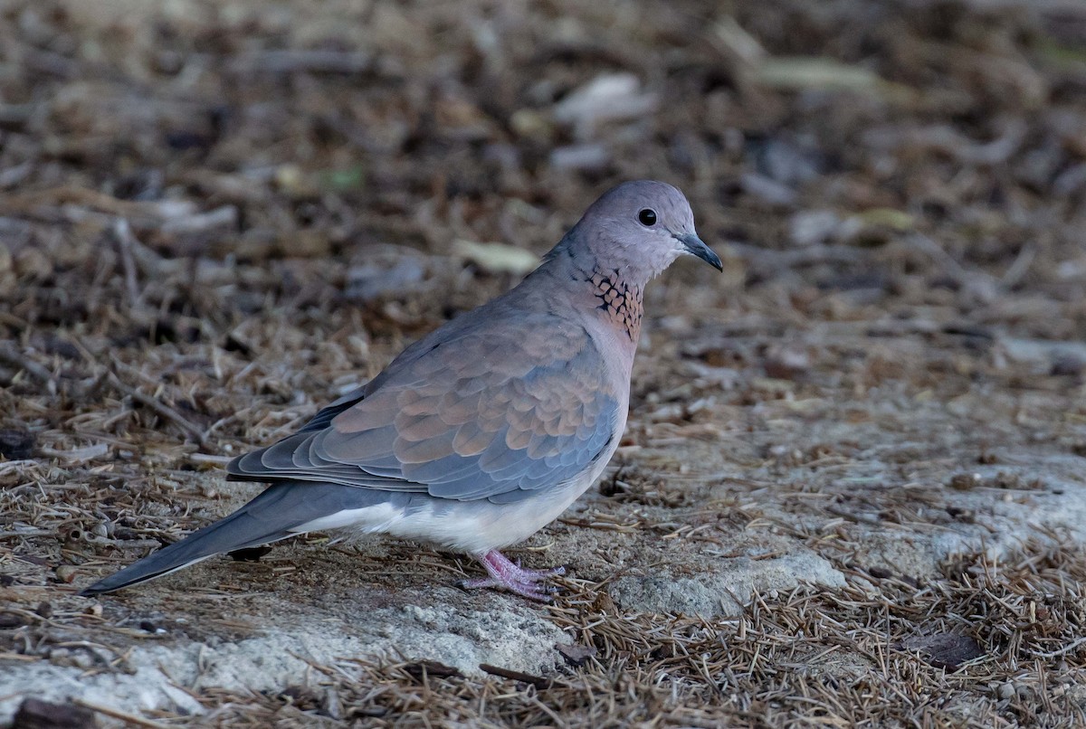 Laughing Dove - ML618260739