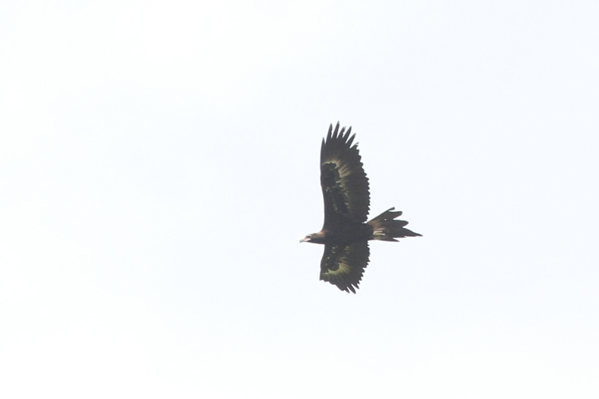 Wedge-tailed Eagle - ML618260754
