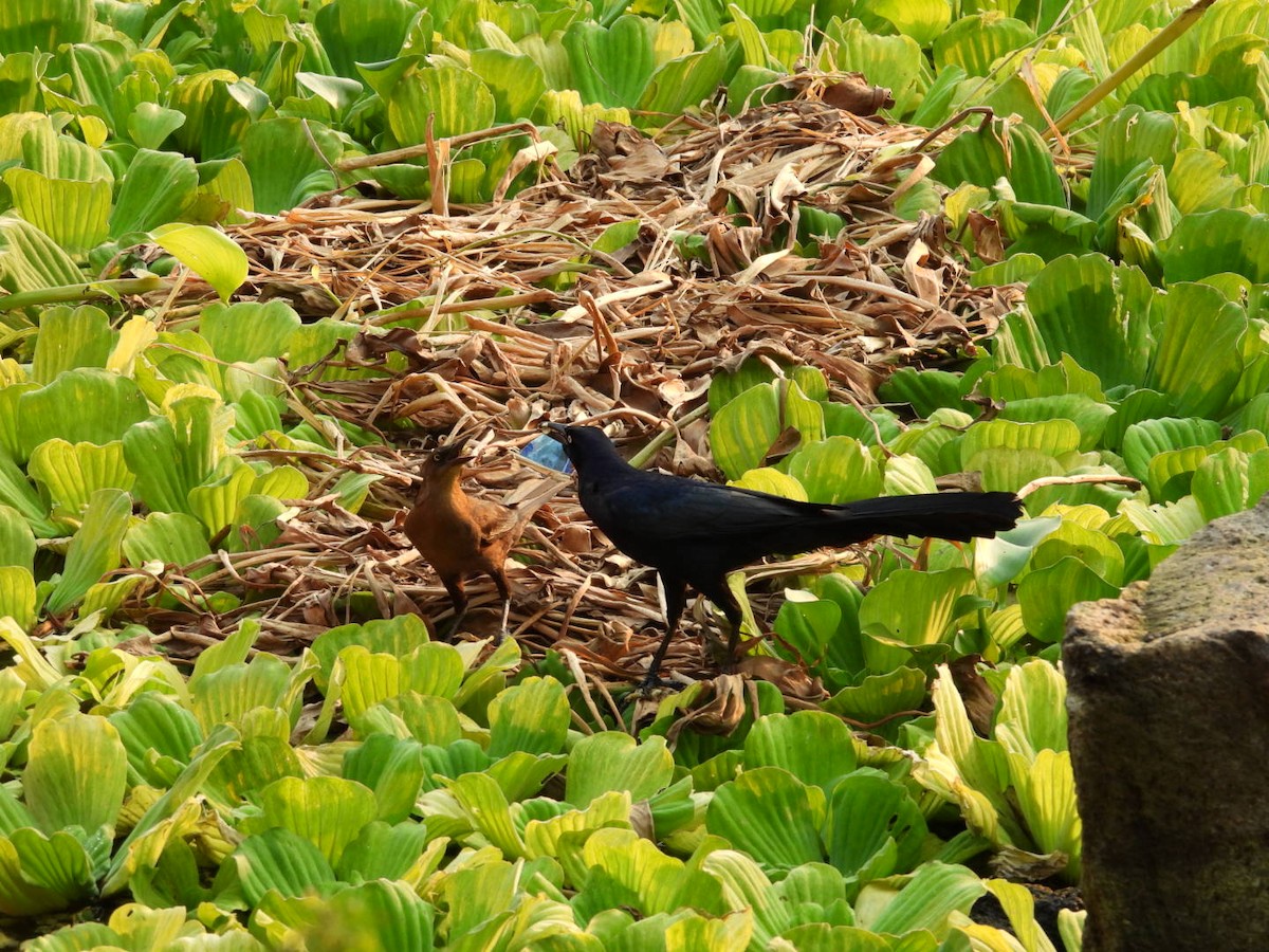 Great-tailed Grackle - ML618260761
